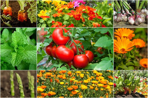 No room, no time, no desire to garden? The Non-Gardener’s Food Garden